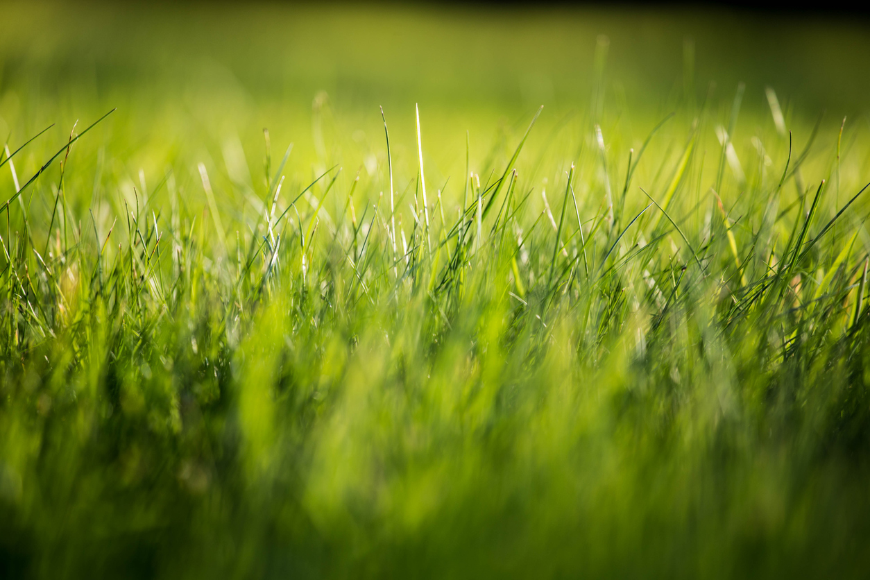  3 Simple Ways to Fix Dead Patches in Your Lawn